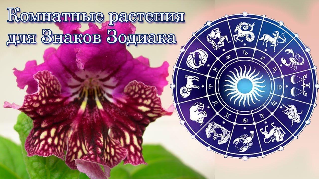 Козерог Какой Цветок Подходит По Гороскопу